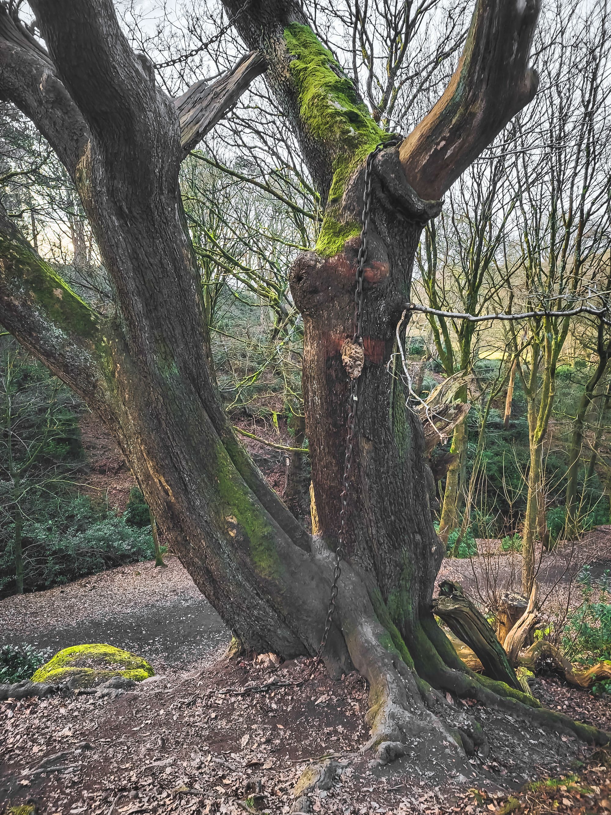 The Chained Oak - The Facts Behind the Folklore