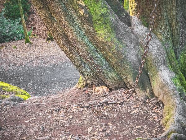 The Chained Oak - The Facts Behind the Folklore